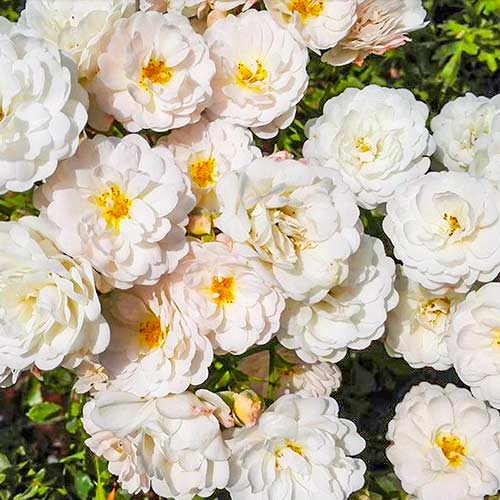 Роза чаен хибрид Cometa изображение 1 артикул 5701