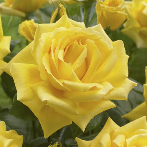 Роза чаен хибрид Golden Parfum de Provence изображение 1 артикул 6229