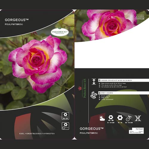 Роза чаен хибрид Gorgeous Paramount®, С3 артикул фото 1 Роза чаен хибрид Gorgeous Paramount®, С3 изображение 1 артикул 6186