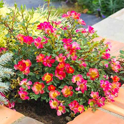 Роза чаен хибрид Happy Chappy®, C5 изображение 1 артикул 5543