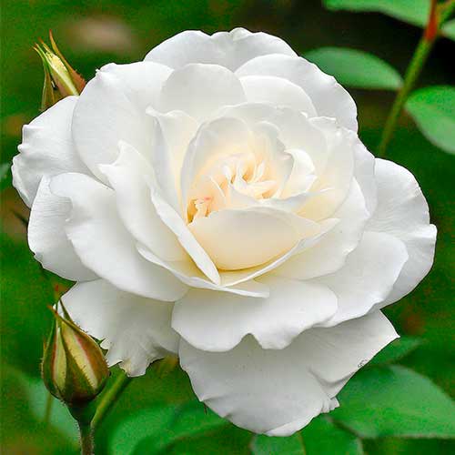 Роза чаен хибрид Helga изображение 1 артикул 5014