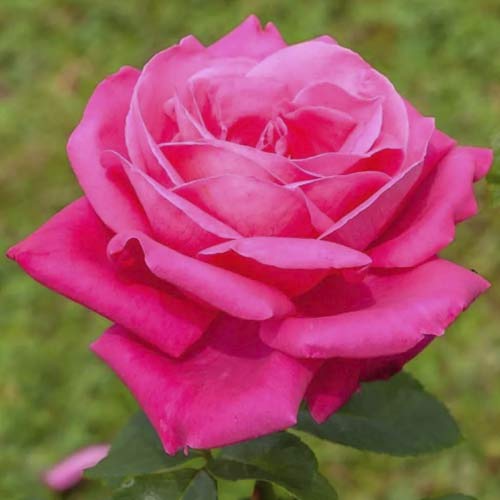 Роза чаен хибрид Jacaranda изображение 1 артикул 6232