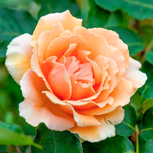 Роза чаен хибрид Just Joey изображение 1 артикул 5531