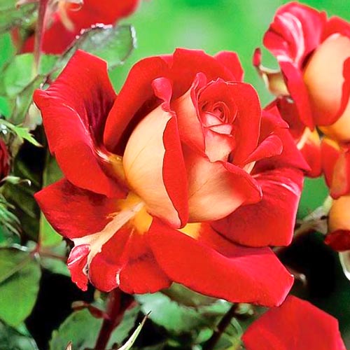 Роза чаен хибрид Kronenburg, root ball артикул фото 1 Роза чаен хибрид Kronenburg, root ball изображение 1 артикул 6233