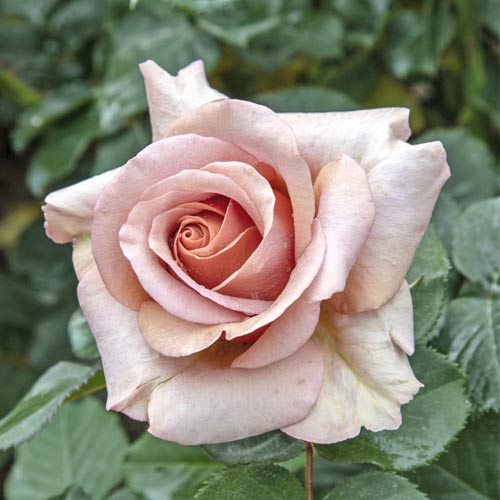 Роза чаен хибрид Mokarosa®, C5 изображение 1 артикул 5535