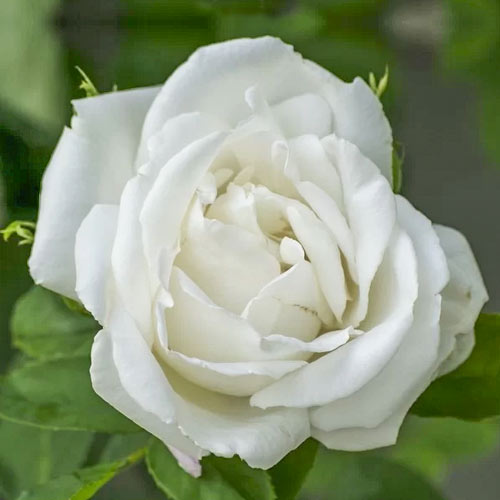 Роза чаен хибрид Mount Shasta, root ball изображение 1 артикул 6132