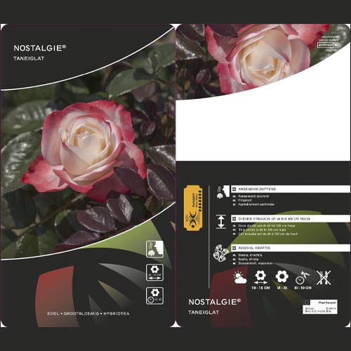 Роза чаен хибрид Nostalgie® изображение 2 артикул 4563