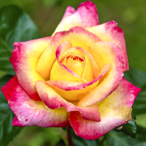 Роза чаен хибрид Orient Express изображение 1 артикул 6240