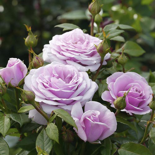 Роза чаен хибрид Pacific Blue®, С3 изображение 3 артикул 6161