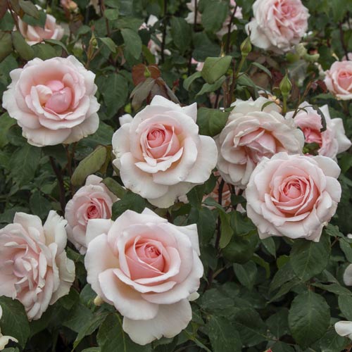 Роза чаен хибрид Roberto Cappucci®, C5 изображение 3 артикул 5551