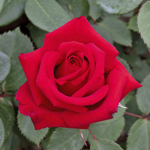 Роза чаен хибрид Valentino®, C5 изображение 1 артикул 5539