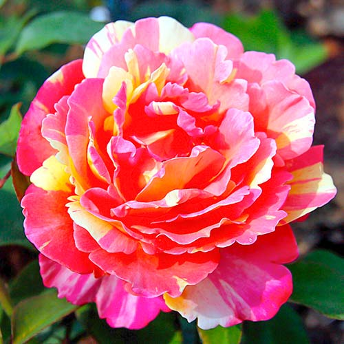 Роза чаен хибрид Variegata di Barni® артикул фото 1 Роза чаен хибрид Variegata di Barni® изображение 1 артикул 5540