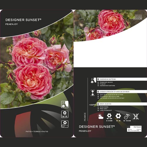 Роза флорибунда Designer Sunset® артикул фото 2 Роза флорибунда Designer Sunset® изображение 2 артикул 4984