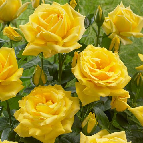 Роза флорибунда Allgold, C3 артикул фото 1 Роза флорибунда Allgold, C3 изображение 1 артикул 6202