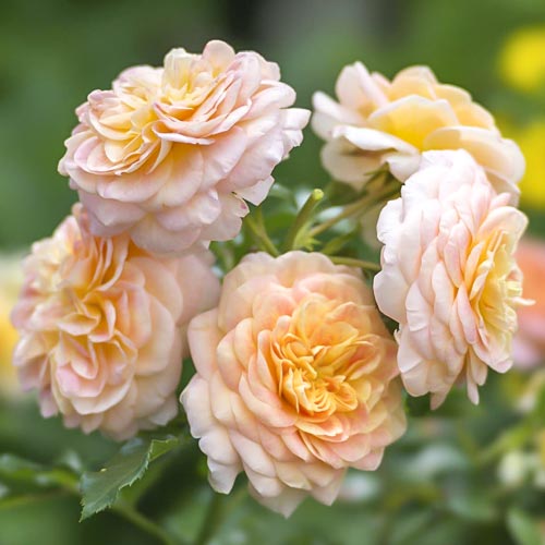Роза флорибунда Apricot артикул фото 1 Роза флорибунда Apricot изображение 1 артикул 6204