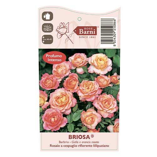 Роза флорибунда Briosa®, С5 изображение 4 артикул 6149