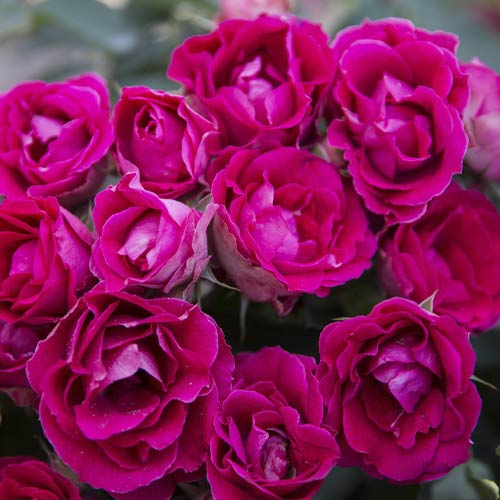 Роза флорибунда Czeslaw Milosz®, С3 изображение 2 артикул 6192