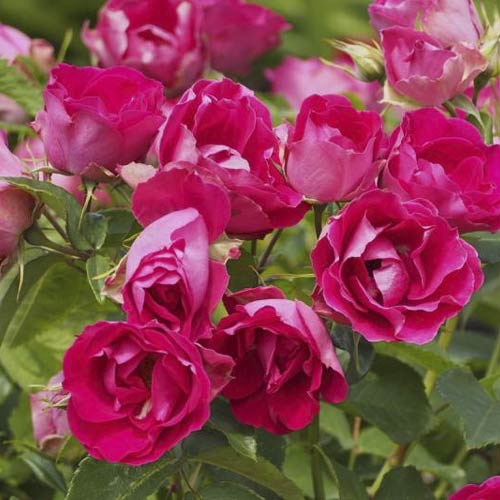 Роза флорибунда Czeslaw Milosz®, С3 изображение 3 артикул 6192