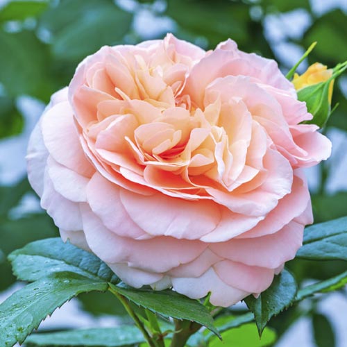 Роза флорибунда Duchess of Cornwall артикул фото 1 Роза флорибунда Duchess of Cornwall изображение 1 артикул 6208