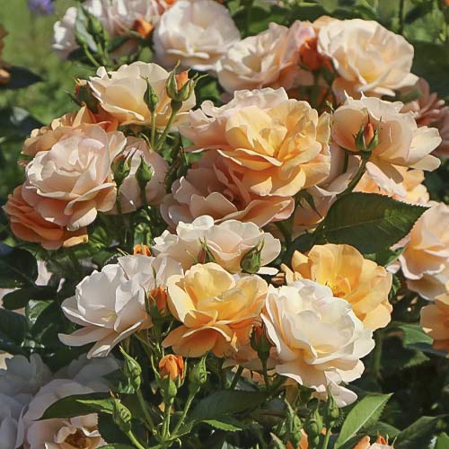 Роза флорибунда Garden Living Fair артикул фото 1 Роза флорибунда Garden Living Fair изображение 1 артикул 6210