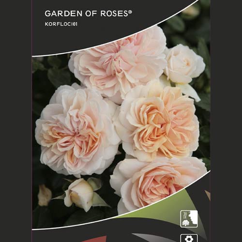 Роза флорибунда Garden of Roses®, C5 изображение 2 артикул 5822
