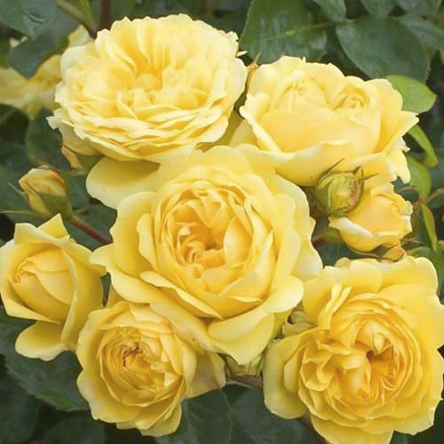 Роза флорибунда Golden Border артикул фото 1 Роза флорибунда Golden Border изображение 1 артикул 6211