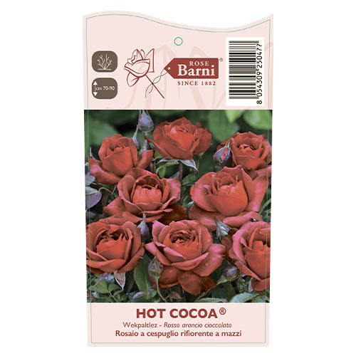 Роза флорибунда Hot Cocoa®, C5 изображение 5 артикул 5509