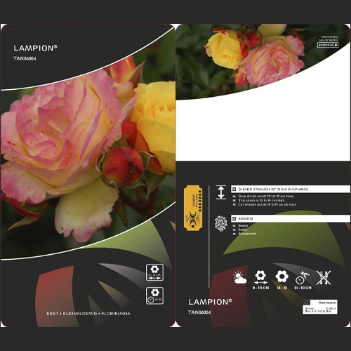 Роза флорибунда Lampion ®, С3 артикул фото 3 Роза флорибунда Lampion ®, С3 изображение 3 артикул 6175