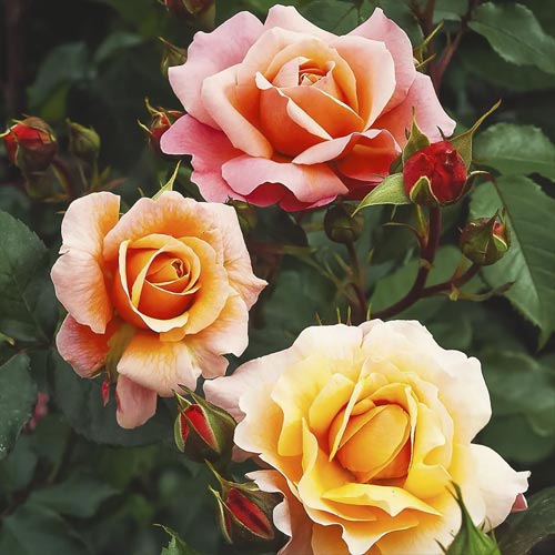 Роза флорибунда Marie Curie ®, С5 изображение 1 артикул 6176