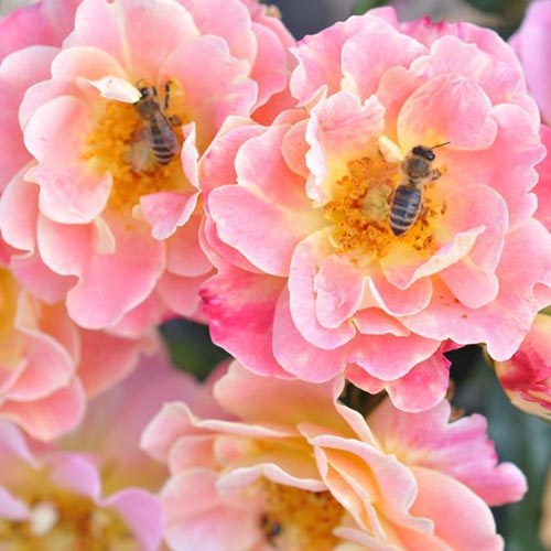 Роза флорибунда Mella Exotic изображение 1 артикул 4974