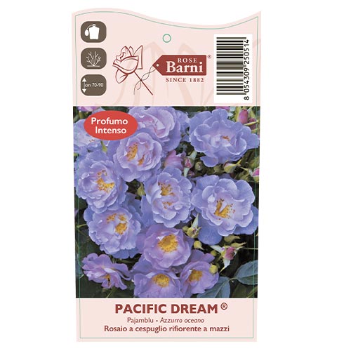 Роза флорибунда Pacific Dream®, С5 изображение 5 артикул 6148