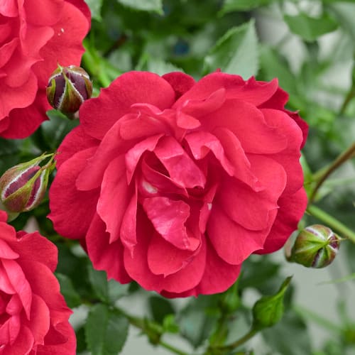 Роза флорибунда Raspberry Royale®, C3 артикул фото 1 Роза флорибунда Raspberry Royale®, C3 изображение 1 артикул 5444