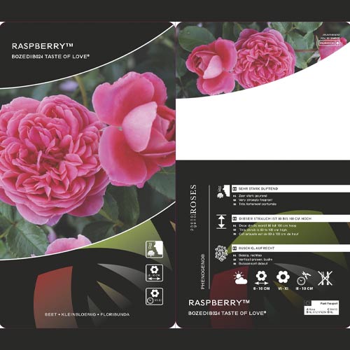 Роза флорибунда Raspberry ™, С3 артикул фото 3 Роза флорибунда Raspberry ™, С3 изображение 3 артикул 6178