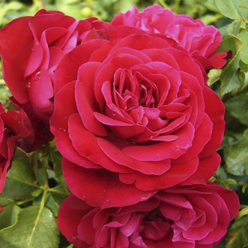 Роза флорибунда Red Meilove ® артикул фото 1 Роза флорибунда Red Meilove ® изображение 1 артикул 4555