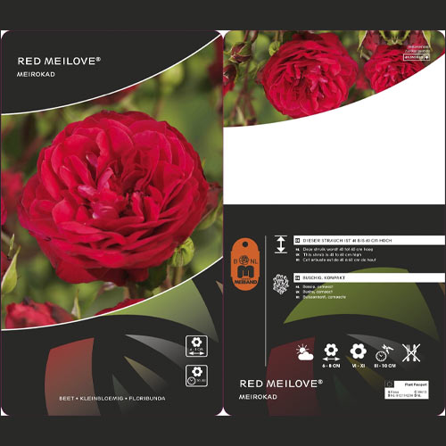 Роза флорибунда Red Meilove ® артикул фото 2 Роза флорибунда Red Meilove ® изображение 2 артикул 4555
