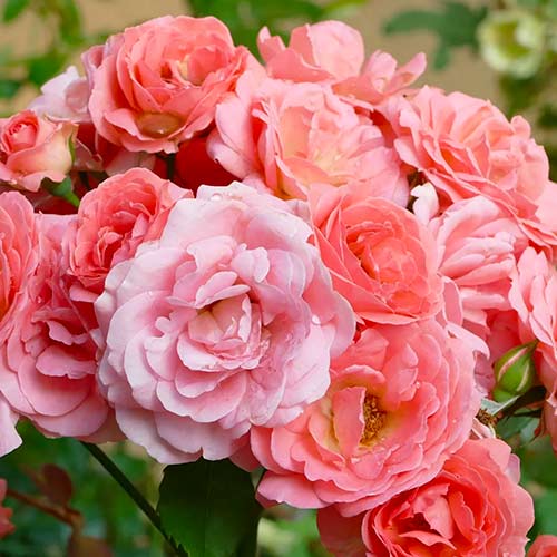 Роза флорибунда Salmon изображение 1 артикул 5883