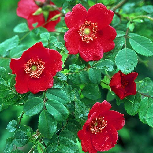 Роза флорибунда Scarlet Winter Jewel артикул фото 1 Роза флорибунда Scarlet Winter Jewel изображение 1 артикул 4981