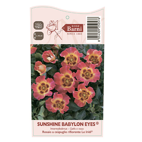 Роза флорибунда Sunshine Babylon Eyes®, C5 артикул фото 3 Роза флорибунда Sunshine Babylon Eyes®, C5 изображение 3 артикул 5517