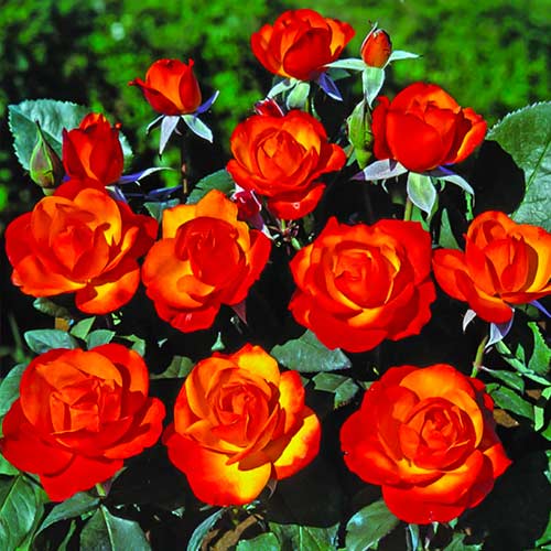 Роза флорибунда Tempi Moderni® изображение 1 артикул 5518