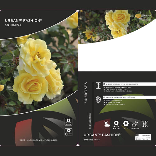 Роза флорибунда Urban ™ Fashion ®, C5 артикул фото 2 Роза флорибунда Urban ™ Fashion ®, C5 изображение 2 артикул 5008