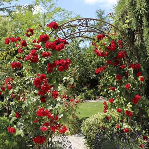 Роза катерлива Amadeus®, C5 изображение 1 артикул 5490