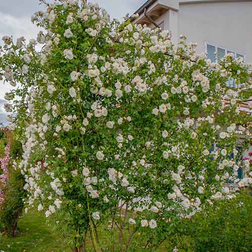 Роза катерлива Climbing Iceberg® изображение 1 артикул 5491