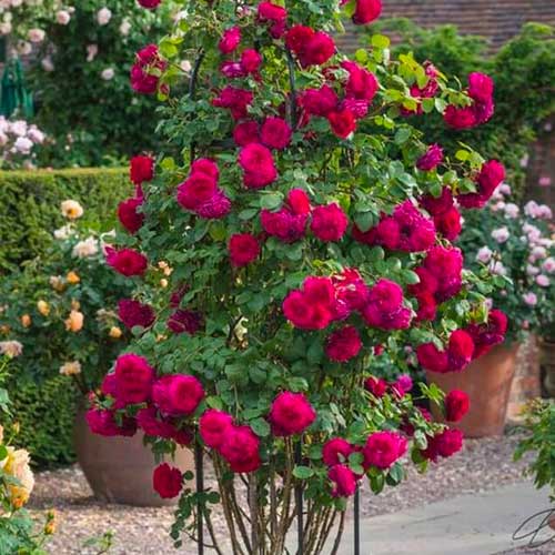 Роза катерлива Dark Pink изображение 1 артикул 5895