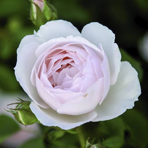 English Rose Desdemona®, C5 изображение 1 артикул 5500