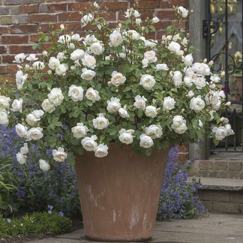 English Rose Desdemona®, C5 изображение 2 артикул 5500