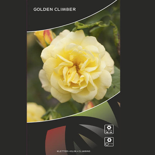 Роза катерлива Golden Climber®, C5 изображение 3 артикул 5826
