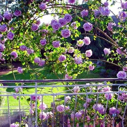 Роза катерлива Indigoletta, root ball изображение 1 артикул 2164