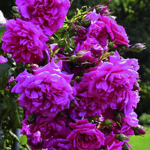 Роза катерлива Laguna®, C5 артикул фото 2 Роза катерлива Laguna®, C5 изображение 2 артикул 5495