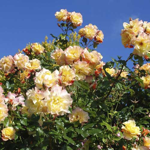 Роза катерлива Moonlight ®, С5 изображение 1 артикул 6181