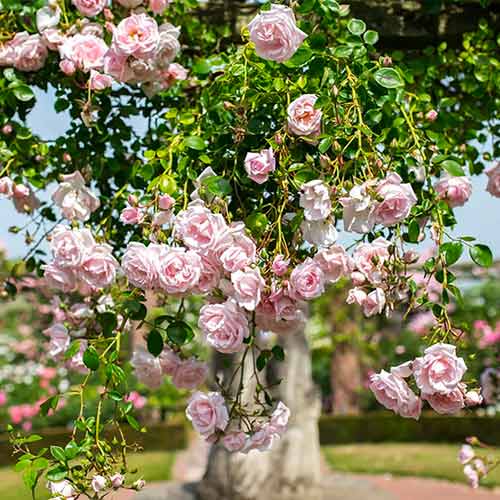 Роза катерлива New Dawn изображение 1 артикул 2172